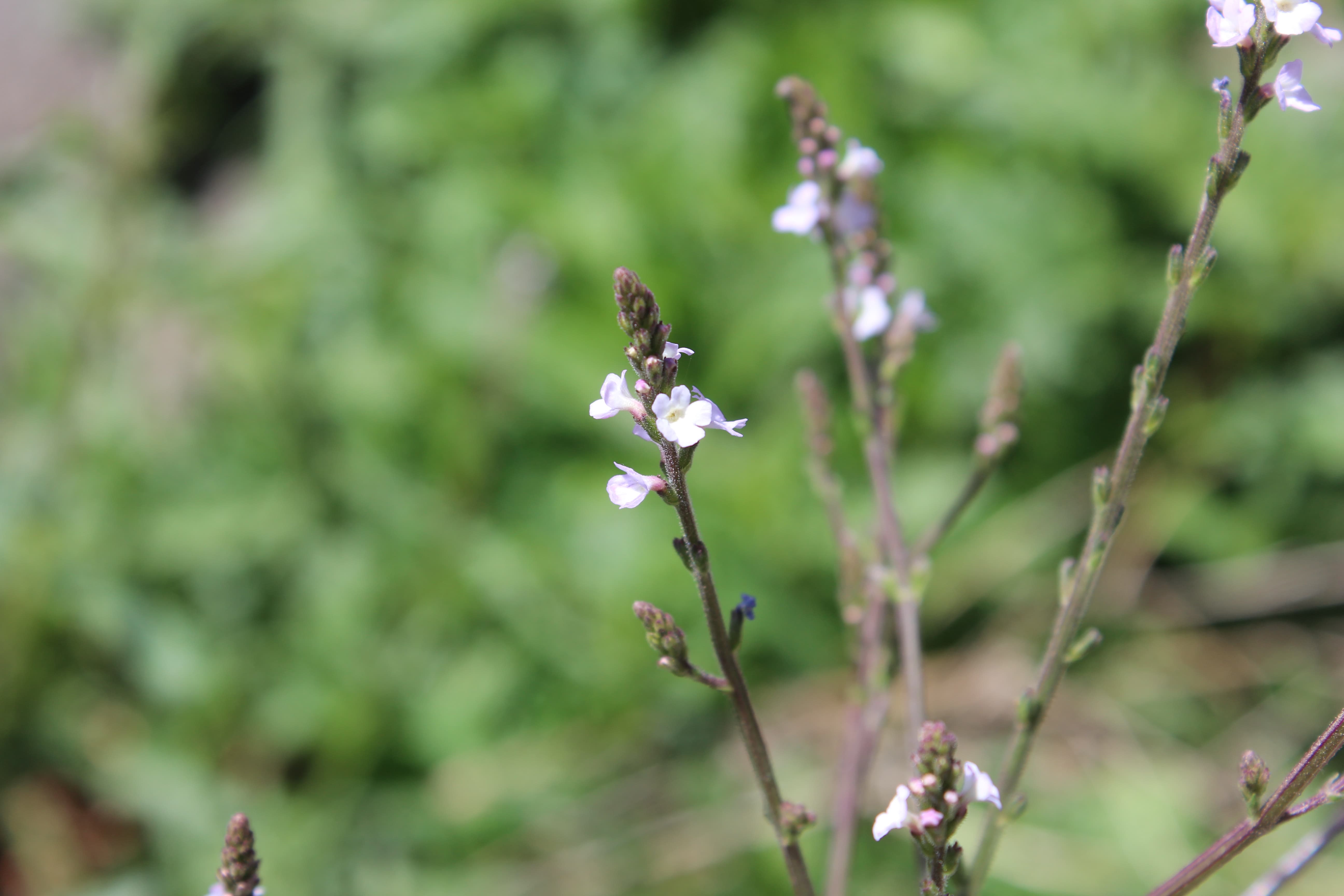 Plant Image